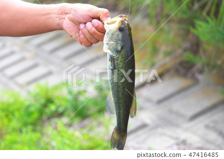 一個人抓住了一輛黑色巴士 47416485