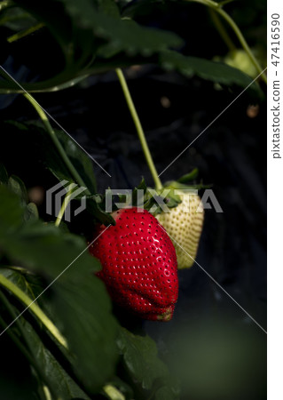 Strawberry sky berry 47416590