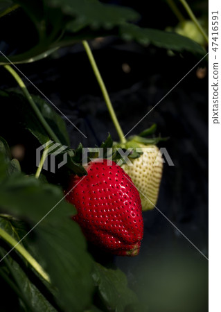 Strawberry sky berry 47416591