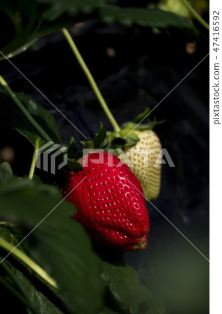 Strawberry sky berry 47416592