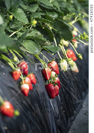 草莓天空漿果 47416593