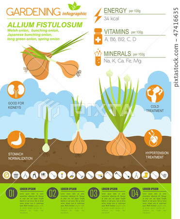 Welsh onion, bunching onion graphic template 47416635