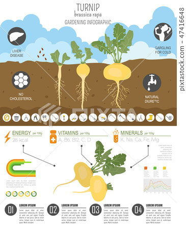 Turnip beneficial features graphic template 47416648