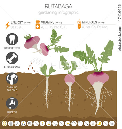 Rutabaga beneficial features graphic template 47416666