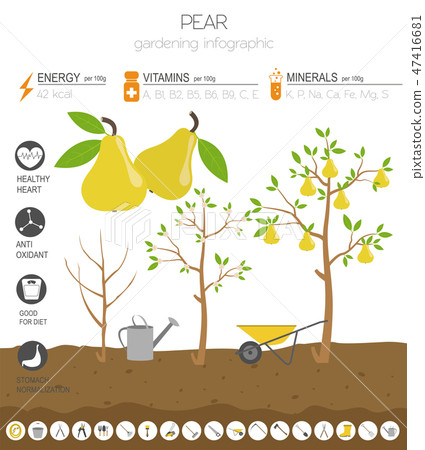 Pear beneficial features graphic template 47416681