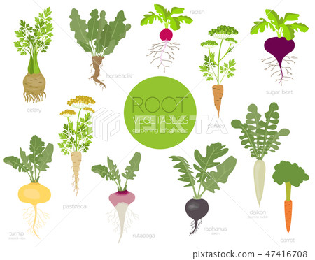 Root vegetables raphanus, sugar beet, parsley  47416708