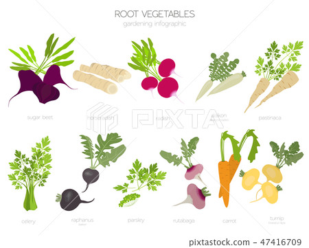 Root vegetables raphanus, sugar beet, parsley Root vegetables raphanus, sugar beet, parsley 47416709