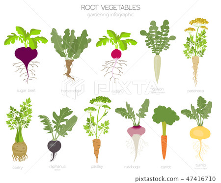 Root vegetables raphanus, sugar beet, parsley  47416710