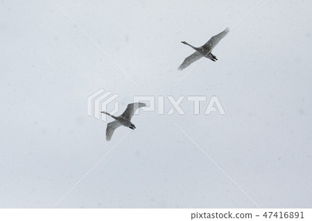 Swans flying in the snowflake 47416891