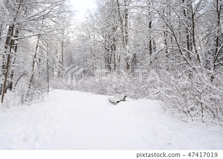 Park alley at winter. Park alley at winter. 47417019