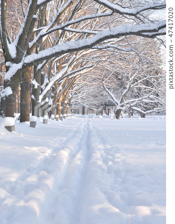 Ski track in the park. Ski track in the park. 47417020