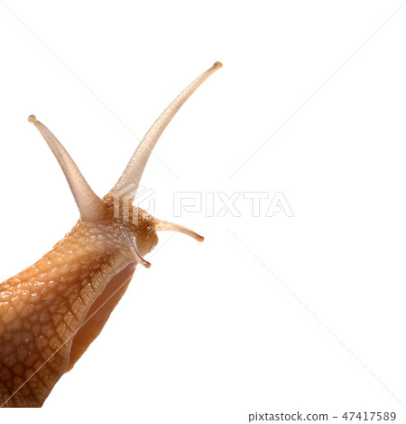 Snail isolated on white background 47417589