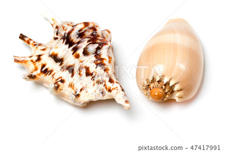 Two exotic seashells on white Two exotic seashells on white 47417991