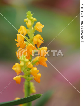 Polystakita · Clarea 47418012