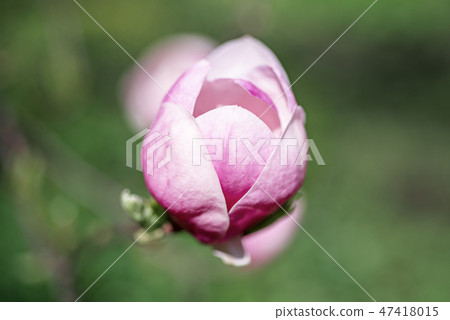 Magnolia spring flowers Magnolia spring flowers 47418015