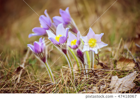 Pasque-flower in nature 47418067