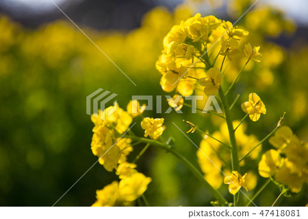 強姦開花 強姦開花 47418081