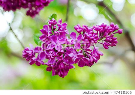 Spring lilac flowers Spring lilac flowers 47418106