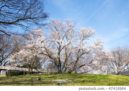 Cherry blossoms of the Kiso River Cherry blossoms of the Kiso River 47418984