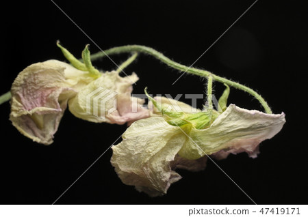 濕甜豌豆 濕甜豌豆 47419171