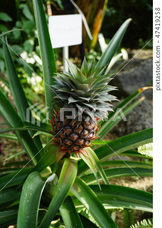 pineapple pineapple 47419258