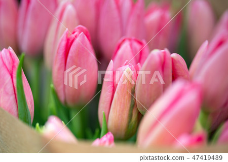 huge bouquet of pink tulips in amsterdam 47419489
