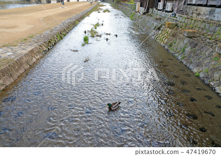 Kyoto River Kyoto River 47419670