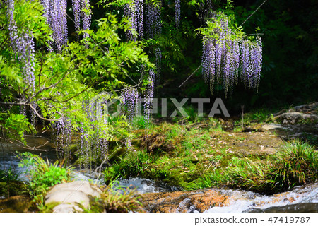 Wisteria of consistent fields 47419787