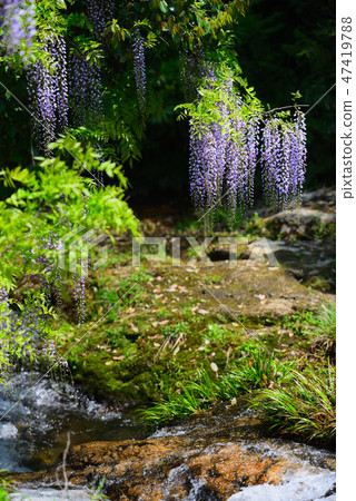 Wisteria of consistent fields Wisteria of consistent fields 47419788