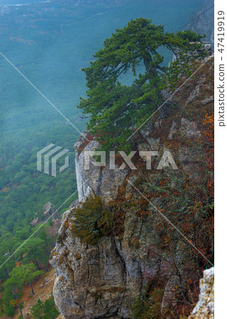 High steep cliffs, spruce on a mountain High steep cliffs, spruce on a mountain 47419919