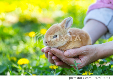 girl and rabbit girl and rabbit 47419984