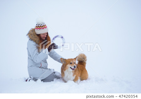 corgi fluffy portrait 47420354