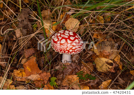 Amanita muscaria. Poisonous, inedible mushroom Amanita muscaria. Poisonous, inedible mushroom 47420431