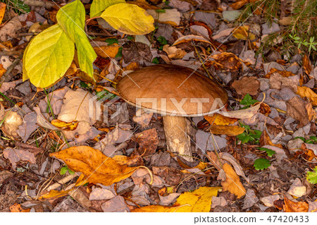 Boletus (Leccinum scabrum) 47420433