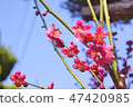 梅花 47420985