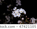 夜晚的櫻花 47421105