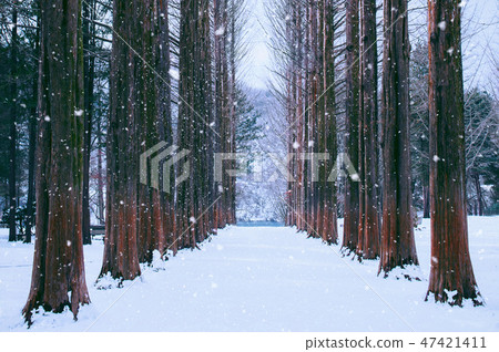 Nami island in Korea,Row of pine trees in winter. Nami island in Korea,Row of pine trees in winter. 47421411