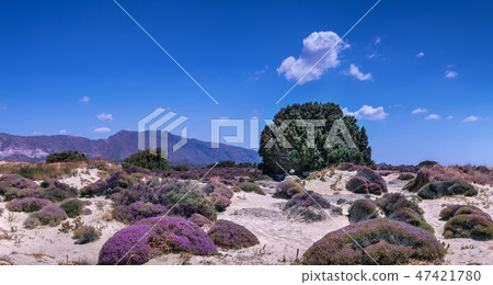 Crete landscape with sand dunes and pink flowers Crete landscape with sand dunes and pink flowers 47421780