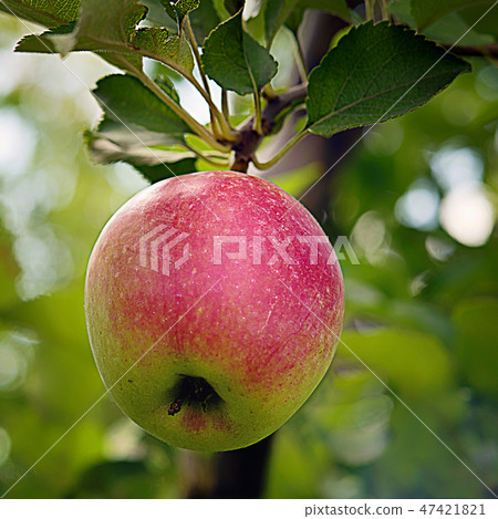 Square image of red side apple on branch Square image of red side apple on branch 47421821