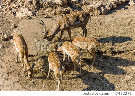 Family of buck also male red deer with female roe 47422271