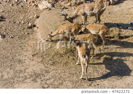 Family of buck also male red deer with female roe, Family of buck also male red deer with female roe, 47422272