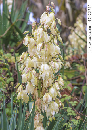 Blooming yucca filamentosa with waterdrops Blooming yucca filamentosa with waterdrops 47422741