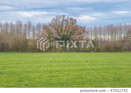 on autumBeautiful big tree in the green field on autumBeautiful big tree in the green field 47422742
