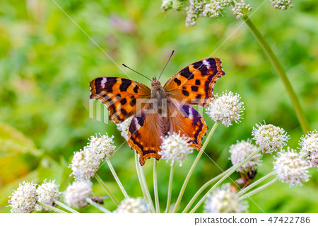 Butterfly black and orange color on a white flower close-up Butterfly black and orange color on a white flower close-up 47422786