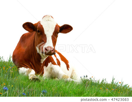 Cow 47423083