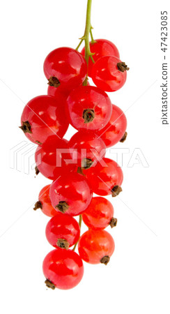 Currant 47423085
