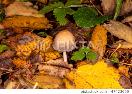 Mushroom Dung Coprinopsis atramentaria Mushroom Dung Coprinopsis atramentaria 47423669
