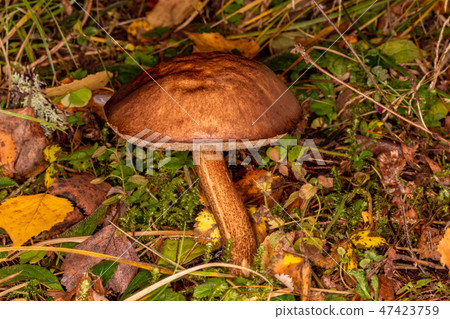 Boletus (Leccinum scabrum) 47423759
