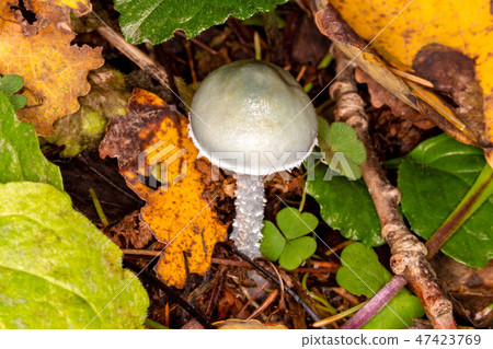 Stropharia bluish-green 47423769