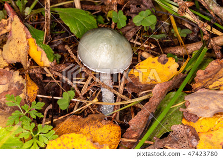 Stropharia bluish-green 47423780